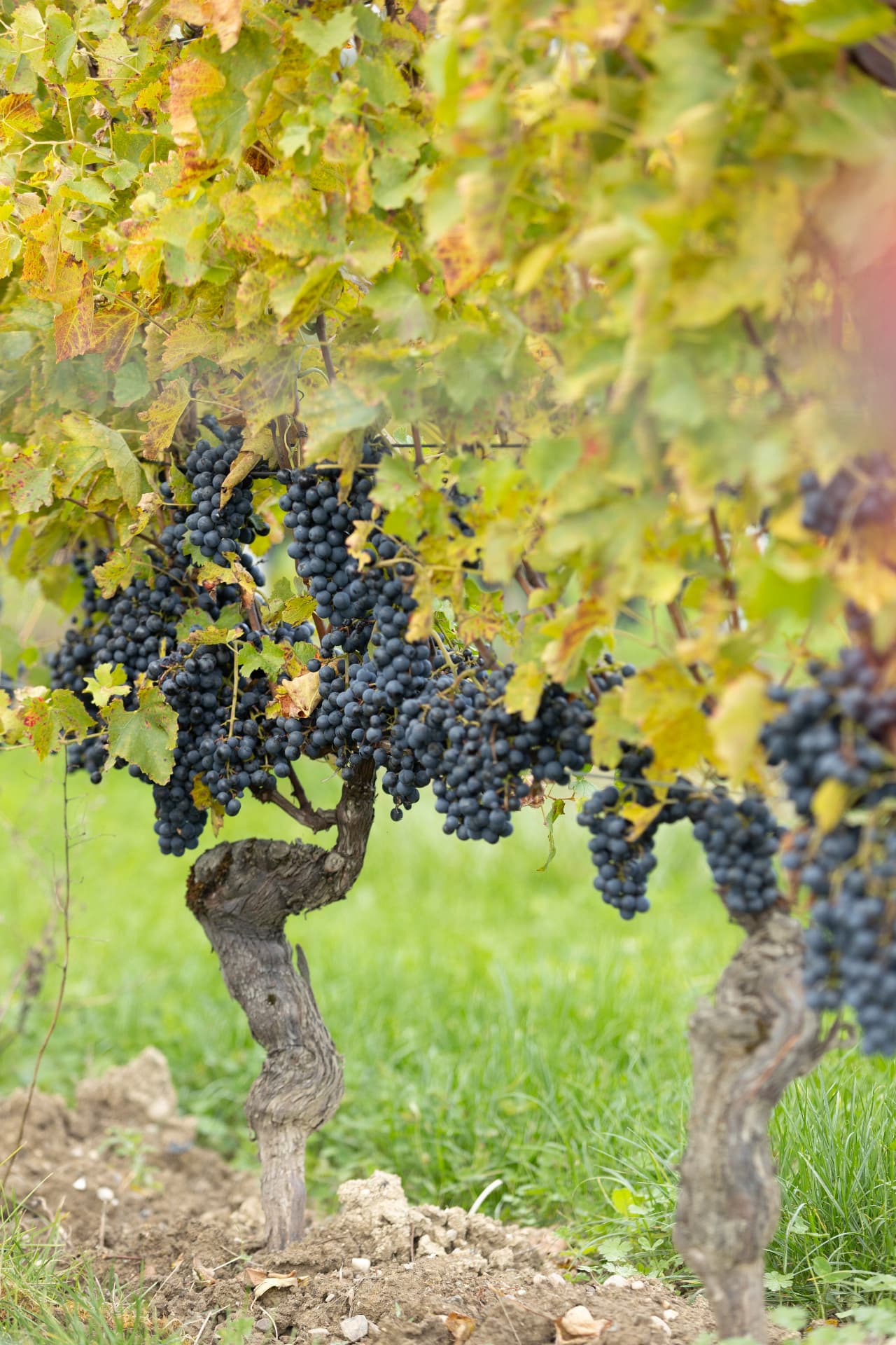 Vieux cep de vigne noueux chargé de grappes noires