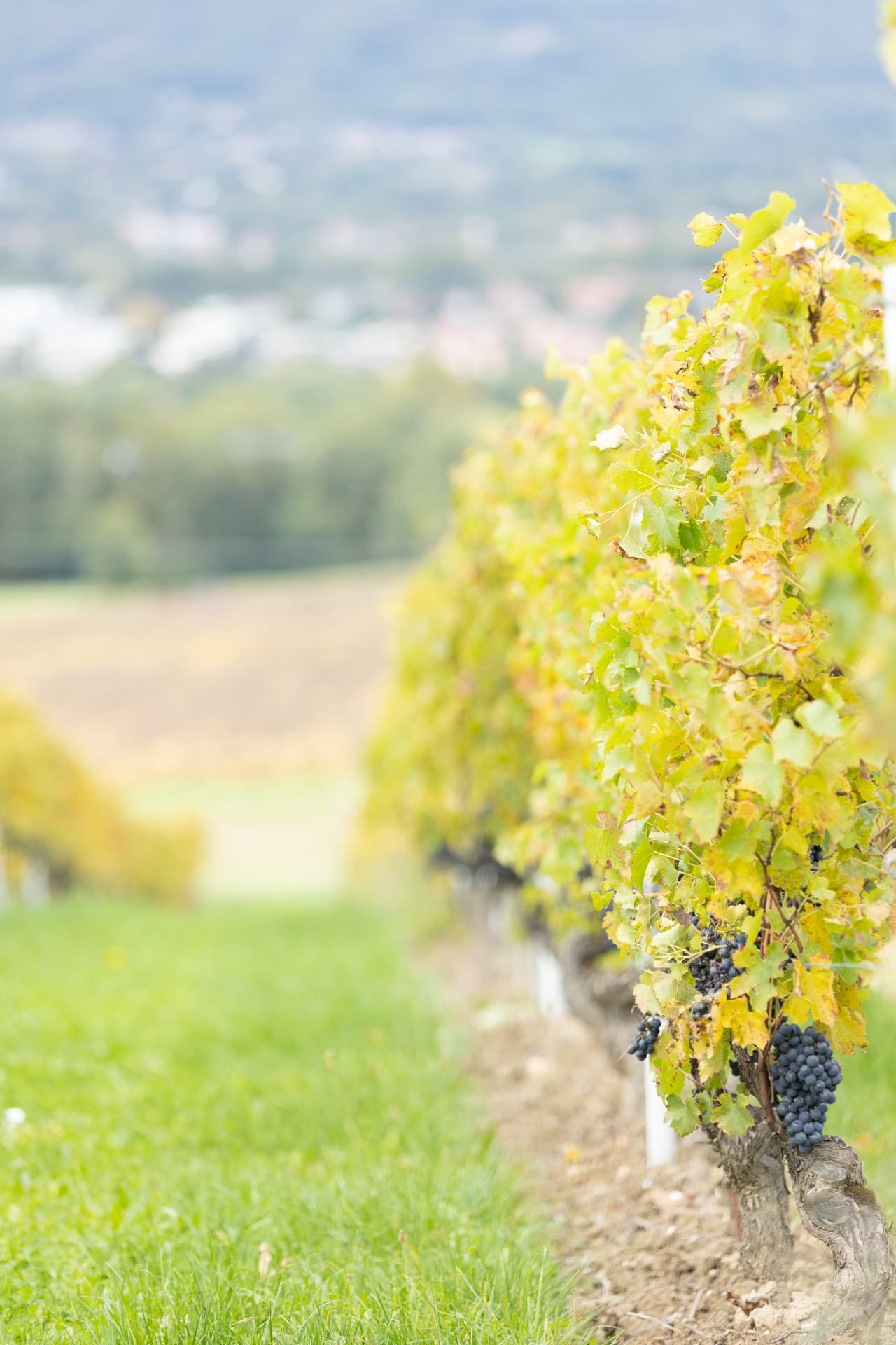 Rangée de vigne du Clos du Château avec vue lointaine sur la plaine
