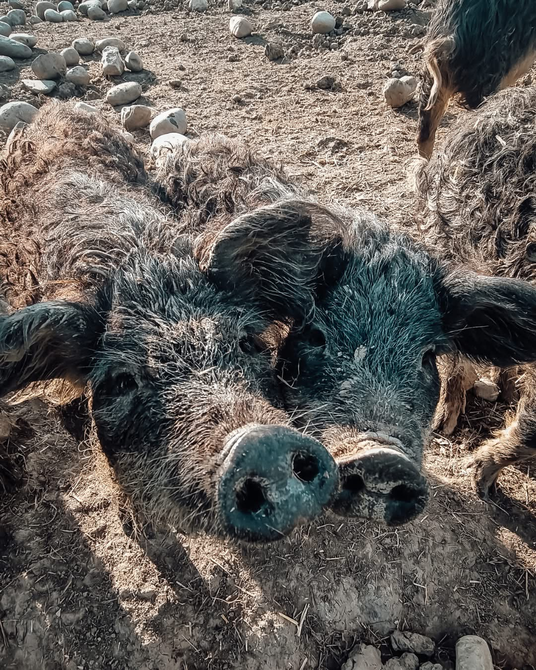Portrait rapproché d'un cochon laineux Mangalitsa à la toison bouclée