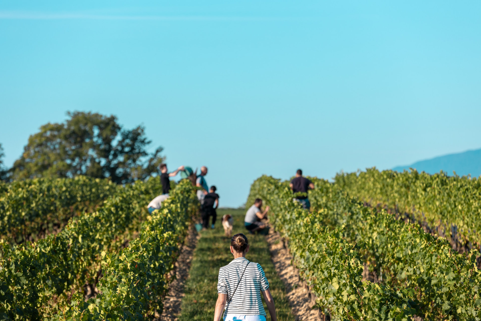 Équipe de vendangeurs au travail dans les rangs de vigne
