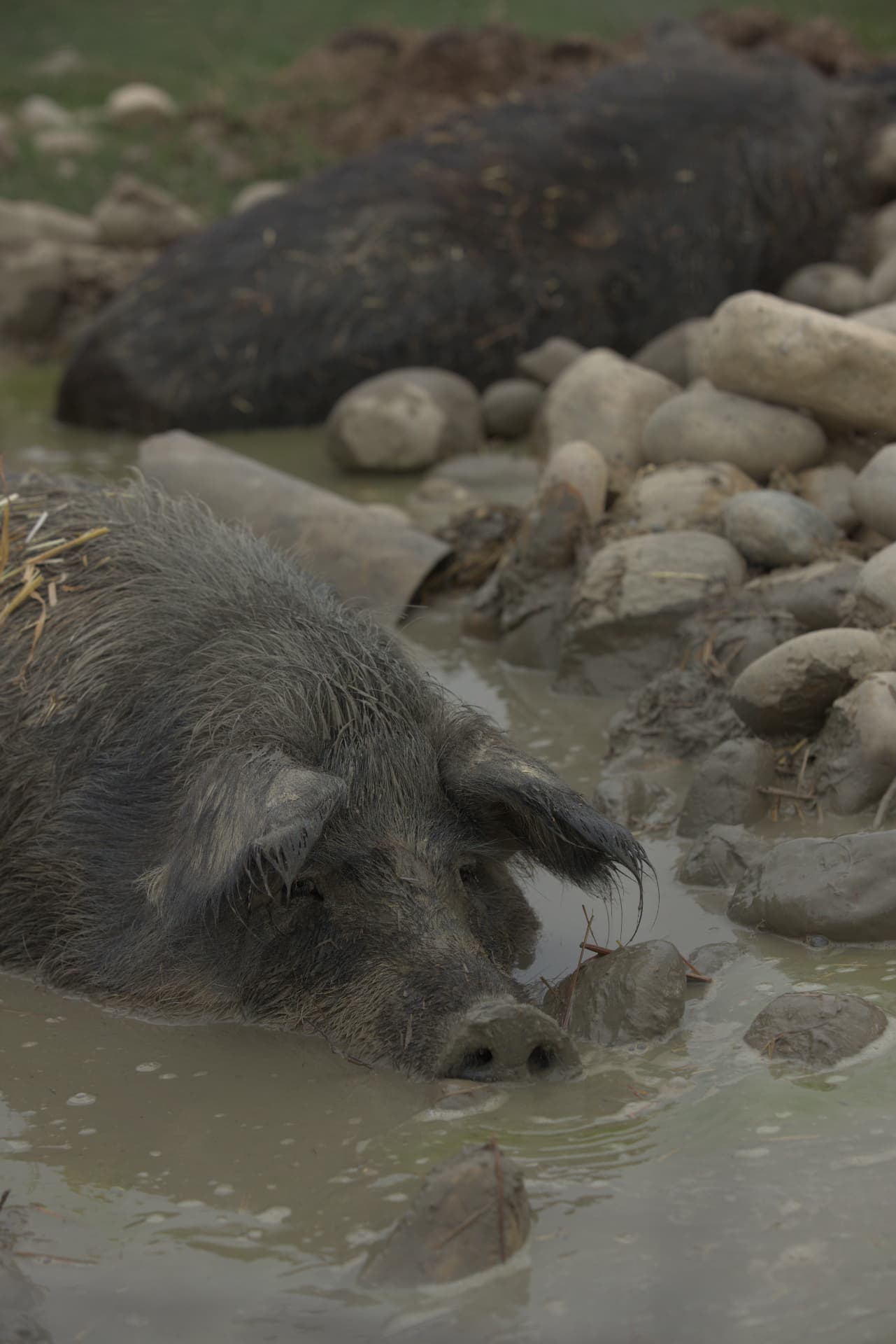 Cochons laineux Mangalitsa se reposant dans leur bauge de boue en plein air