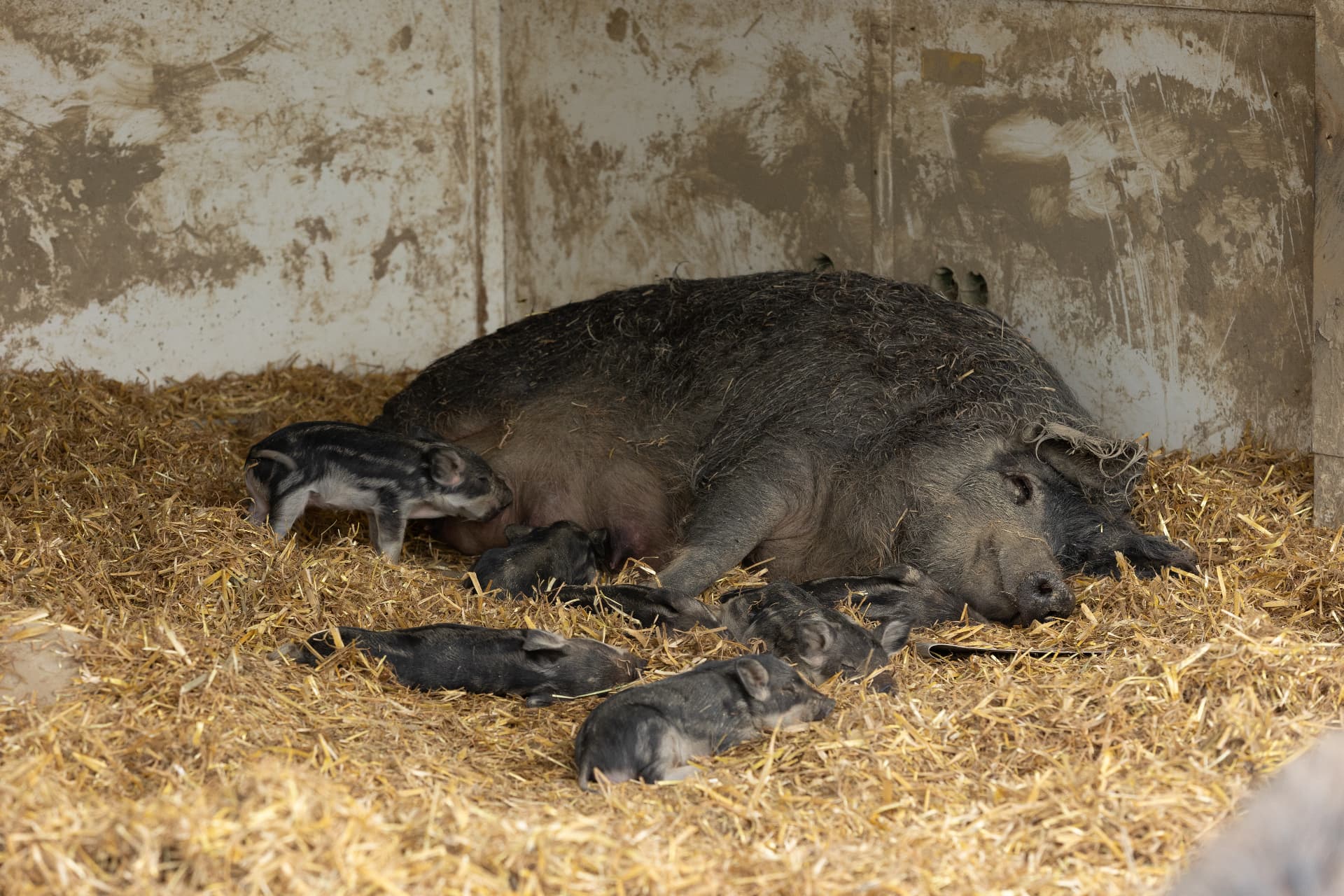 Cochons laineux Mangalitsa dans un pâturage